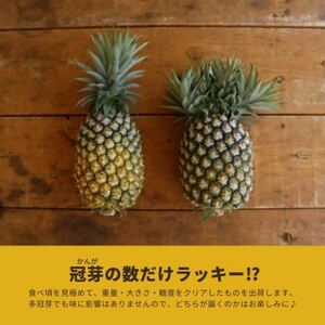 【2026年5月から順次発送・ハウス栽培】パイナップルの王様 ゴールドバレル4玉【配送不可地域：離島】【1608235】