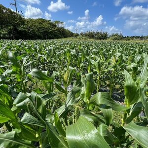 【2026年4～5月頃順次発送】春獲れ一番!極甘くんじゃんこーん ホワイト 8本 とうもろこし【配送不可地域：離島】【1578629】