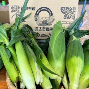 【2026年4～5月頃順次発送】春獲れ一番!極甘くんじゃんこーん 8本 とうもろこし【配送不可地域：離島】【1578836】