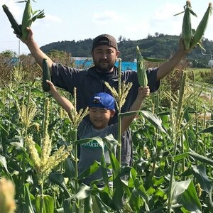 【2026年4～5月頃順次発送】春獲れ一番!極甘くんじゃんこーん 8本 とうもろこし【配送不可地域：離島】【1578836】