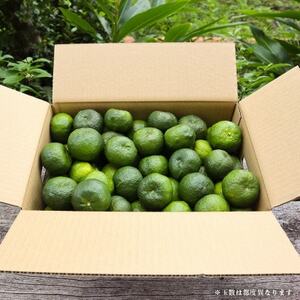 【2026年10月頃から順次発送】島みかん カーブチー 3kg【1618463】