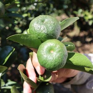 【2026年10月頃から順次発送】島みかん カーブチー 3kg【1618463】