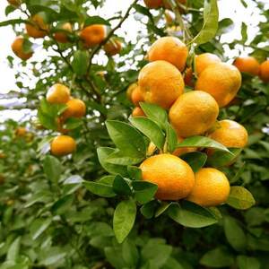 【2026年1月から順次発送】黄金に輝くフルーツシークヮーサー 3kg【1662110】