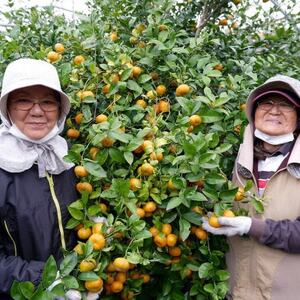 【2026年1月から順次発送】黄金に輝くフルーツシークヮーサー 3kg【1662110】