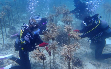 【ダイビング体験チケット】サンゴ養殖プロジェクト 保護作業ダイビング（ライセンス保持者限定）