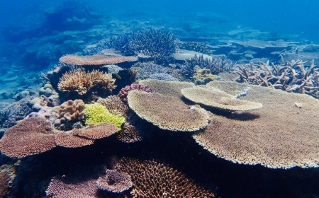 【ダイビング体験チケット】サンゴ養殖プロジェクト 保護作業ダイビング（ライセンス保持者限定）