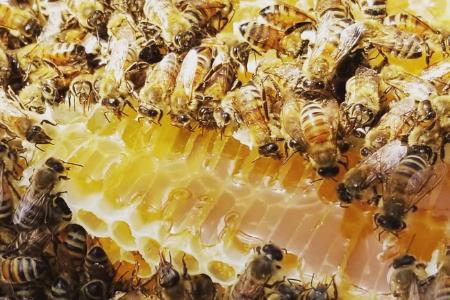 【国産/生蜂蜜】やんばるで採れた季節のはちみつ3種 食べ比べセット160ｇ3本