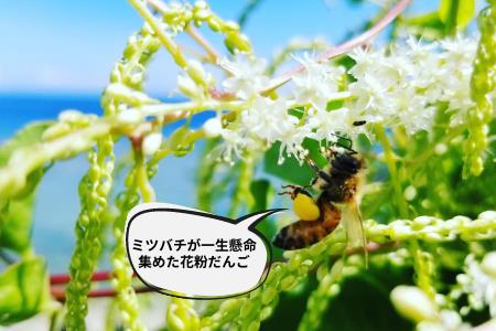 【国産/生蜂蜜】やんばるで採れた季節のはちみつ 2種 食べ比べセット 160ｇ2本