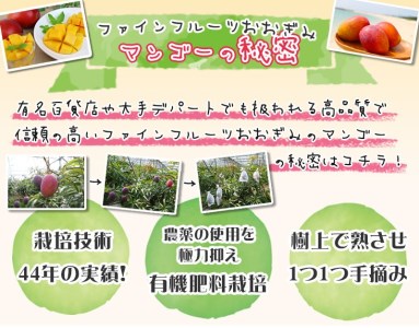 農園から直送 農園一番人気の完熟アップルマンゴー 秀品 約2kg 21年発送 沖縄県大宜味村 ふるさと納税サイト ふるなび 農園から直送 農園一番人気の完熟アップルマンゴー 秀品 約2kg 21年発送 沖縄県大宜味村 ふるさと納税サイト ふるなび