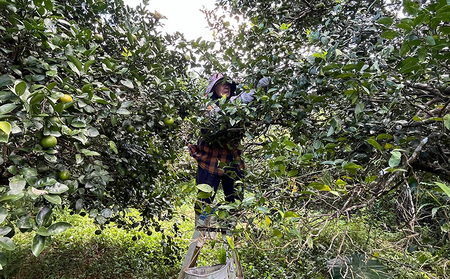 沖縄県大宜味村産100％　青切りシークヮーサー2L　2本セット 沖縄 おきなわ 青切り ドリンク カクテル割り 大宜味村 ノビレチン 2リットル すっきり ドレッシング 調味料 隠し味 話題 国産 県産 すっぱい やんばる 業務用 炭酸割り アレンジ料理