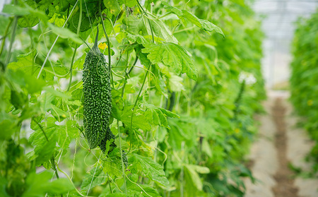 【Farm CRESCERE】ゴーヤー2kg以上 沖縄 大宜味村 ゴーヤー ごーやー チャンプルー 野菜 ふるさと納税 送料無料 沖縄料理 おかず サラダ アレンジ料理 ご当地 郷土料理 ちゃんぷるー 常温 プレゼント 食べ物 2kg