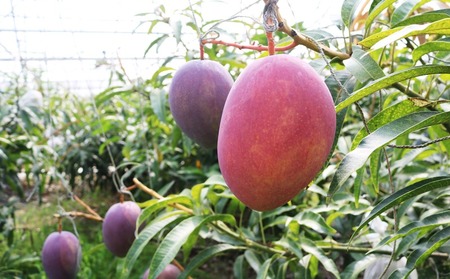 農園一番人気の完熟アップルマンゴー　秀品・約1kg【2024年発送】農園から直送！