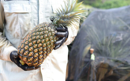 ゴールドバレル【パインアップル】(4～6玉）約9kg　ふくしま農園の自信作！◆2026年発送◆ ゴールドバレル パイナップル 高品質 新鮮 ジューシー 希少 高い糖度 大玉 甘い トロピカル パイン 生産量日本一 高級フルーツ 南国フルーツ 国産フルーツ 完熟 福島 農家直送 沖縄 東村［■提供事業者：ふくしま農園］