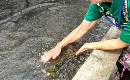 美ら海 沖縄県産 海ぶどうセット／茎なし500g（100g×5パック）＆調味料３種セット