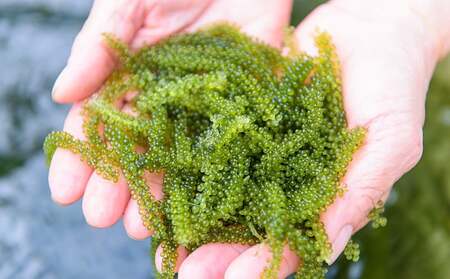 美ら海 沖縄県産 海ぶどうセット／茎あり1kg（200g×5パック）＆調味料３種セット