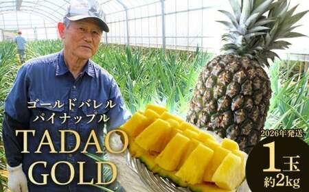 TADAO GOLD　1玉　約2kg（多冠芽含む）【ゴールドバレル】2026年発送 ゴールドバレル パインアップル タダオゴールド たまき ただお 逸品 パイン職人 最高級 国産パイン パイナップル パイン 匠 高級フルーツ 南国フルーツ 特別 希少 玉城忠男 農家直送 沖縄 東村