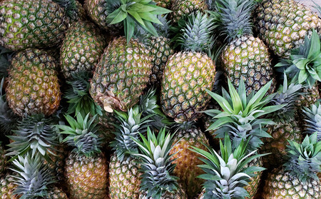 TADAO GOLD　家庭用（無冠芽）1玉　約2kg【ゴールドバレル】2026年発送 ゴールドバレル パインアップル タダオゴールド たまき ただお 逸品 パイン職人 パイナップル 国産パイン 家庭用 パイン 匠 高級フルーツ 南国フルーツ 特別 希少 玉城忠男 農家直送 沖縄 東村