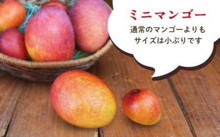 甘さがギュッと凝縮！大村さんちのミニマンゴー　約1.2kg　2026年発送 甘い 芳醇 完熟 マンゴー ミニマンゴー みにまんごー 希少 デザート フルーツ アーウィン あまい おいしい ジューシー 南国 高級 まんごー 沖縄 国産マンゴー 沖縄県 東村