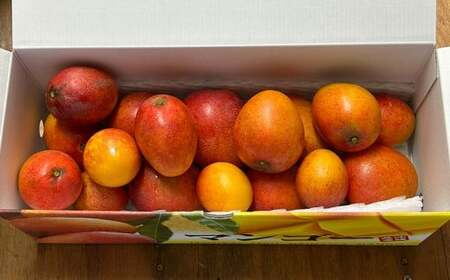 甘さがギュッと凝縮！大村さんちのミニマンゴー　約1.2kg　2026年発送 甘い 芳醇 完熟 マンゴー ミニマンゴー みにまんごー 希少 デザート フルーツ アーウィン あまい おいしい ジューシー 南国 高級 まんごー 沖縄 国産マンゴー 沖縄県 東村