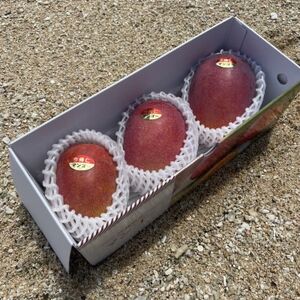 【2026年6月から順次発送・贈答用】仲本マンゴー園のアーウィンマンゴー1kg(2～3玉)【配送不可地域：離島】【1439419】