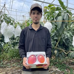 【2026年6月から順次発送・贈答用】仲本マンゴー園のアーウィンマンゴー1kg(2～3玉)【配送不可地域：離島】【1439419】