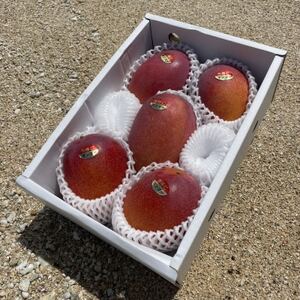 【2026年6月から順次発送・贈答用】仲本マンゴー園のアーウィンマンゴー2kg(4～6玉)【配送不可地域：離島】【1439421】