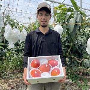 【2026年6月から順次発送・贈答用】仲本マンゴー園のアーウィンマンゴー2kg(4～6玉)【配送不可地域：離島】【1439421】