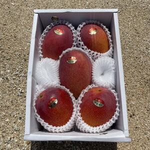 【2026年6月から順次発送・家庭用】仲本マンゴー園のアーウィンマンゴー2kg【配送不可地域：離島】【1439397】