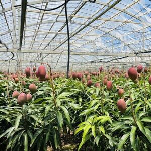 【2026年6月から順次発送・家庭用】仲本マンゴー園のアーウィンマンゴー2kg【配送不可地域：離島】【1439397】