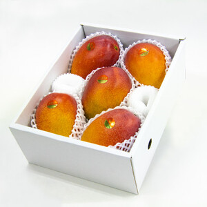 【先行受付・2026年6月から順次発送】山城フルーツ園のアーウィンマンゴーご家庭向け優品2kg【配送不可地域:離島】【1439549】