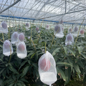 【先行受付・2026年6月から順次発送】山城フルーツ園のアーウィンマンゴーご家庭向け優品2kg【配送不可地域:離島】【1439549】