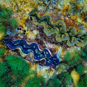 天然ヒメシャコ貝(むき身100g×2パック)【配送不可地域：離島】【1483961】