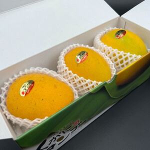 【先行受付・2026年7月から順次発送・優品】超希少な金蜜マンゴー1kg(2~3玉)【配送不可地域:離島】【1552190】