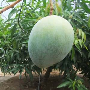 【2026年9月から順次発送・家庭用】山城フルーツ園の幻キーツマンゴー1.5kg(2~3玉)【配送不可地域:離島】【1593007】