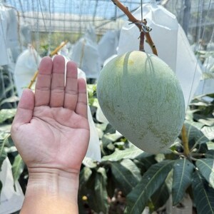 【2026年8月下旬から順次発送】みなとばる農園の幻のキーツマンゴー1.5kg(2~3玉)【配送不可地域:離島】【1593000】