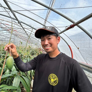 【2026年8月下旬から順次発送・家庭用】みなとばる農園の幻のキーツマンゴー800g~1.0kg【配送不可地域:離島】【1592999】