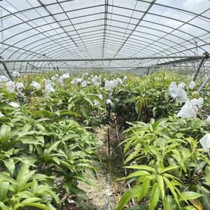 今帰仁産 山城フルーツ園の冷凍キーツマンゴー 600g(300g×2パック)【配送不可地域：離島】【1662750】