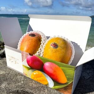 【2026年7月から順次発送・数量限定】仲本マンゴー園の希少品種の夏小紅1kg(2～3玉)【配送不可地域：離島】【1664978】