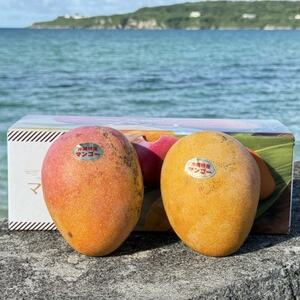 【2026年7月から順次発送・数量限定】仲本マンゴー園の希少品種の夏小紅1kg(2～3玉)【配送不可地域：離島】【1664978】