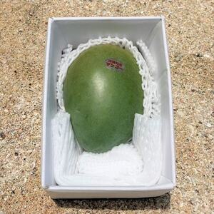 【先行受付・2026年8月から順次発送・家庭用】仲本マンゴー園の幻のキーツマンゴー1kg(1～2玉)【配送不可地域：離島】【1694611】