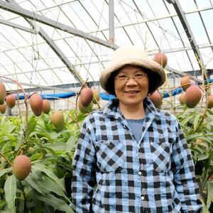 【2026年7月から順次発送・家庭用】内間マンゴー園のアーウィンマンゴー2kg(4~6玉)【配送不可地域:離島】【1695324】