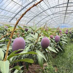 【2026年7月から順次発送・贈答用】内間マンゴー園のアーウィンマンゴー1kg(2～3玉)【配送不可地域：離島】【1695325】