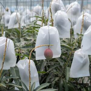 【2026年7月から順次発送・家庭用】名物おじーが作るアップルマンゴー1kg(2～3玉)【配送不可地域：離島】【1694643】