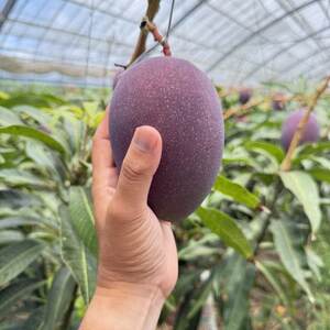 【2026年7月から順次発送・家庭用】今帰仁ゆがふ農園のアーウィンマンゴー1kg(2～3玉)【配送不可地域：離島】【1694707】