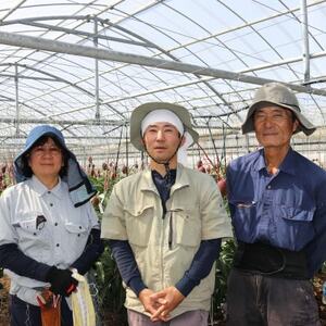 【2026年7月から順次発送・家庭用】今帰仁ゆがふ農園のアーウィンマンゴー2kg(4~6玉)【配送不可地域:離島】【1694708】