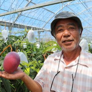 【2026年7月から順次発送・家庭用】ベテラン農家さんが作る アーウィンマンゴー1kg(2～3玉)【配送不可地域：離島】【1694741】