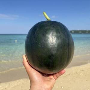 【2026年4月上旬から順次発送】黒皮スイカ「BonBonリッチ」1玉(2.0kg~3.0kg)【配送不可地域:離島】【1702334】