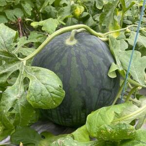 【2026年4月上旬から順次発送】黒皮スイカ「BonBonリッチ」1玉(2.0kg~3.0kg)【配送不可地域:離島】【1702334】