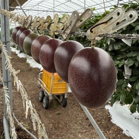 【2026年6月上旬から順次発送】初夏に味わう ファーム寿のパッションフルーツ2kg(20玉前後)【1702341】