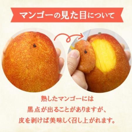 【2026年6月下旬から順次発送・訳あり】今帰仁産のアップルマンゴー2kg(4～6玉)【配送不可地域：離島】【4014743】